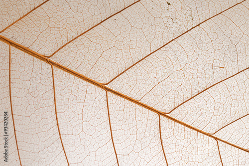 Dry leaf detail texture on white background © ValentinValkov