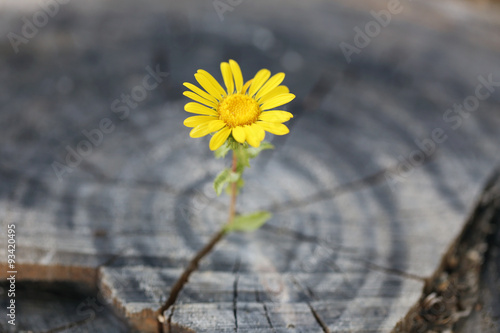 Beautiful flower seedling growing in the center trunk as a concept of new life © Africa Studio