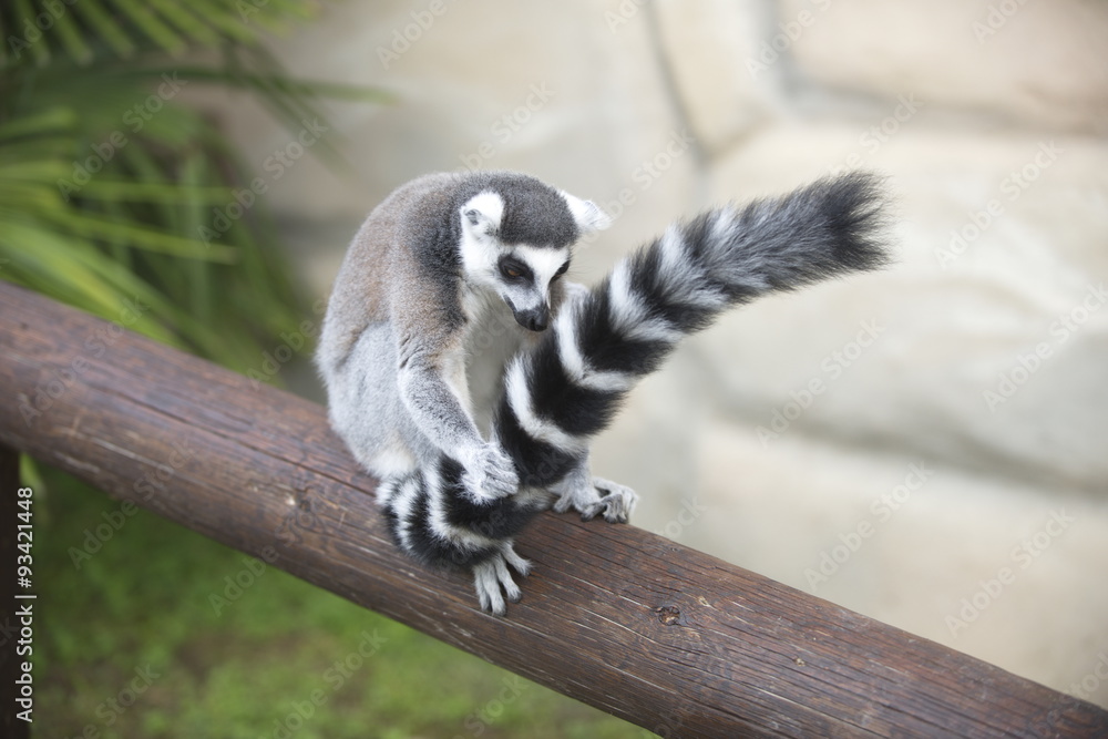 Fototapeta premium lem