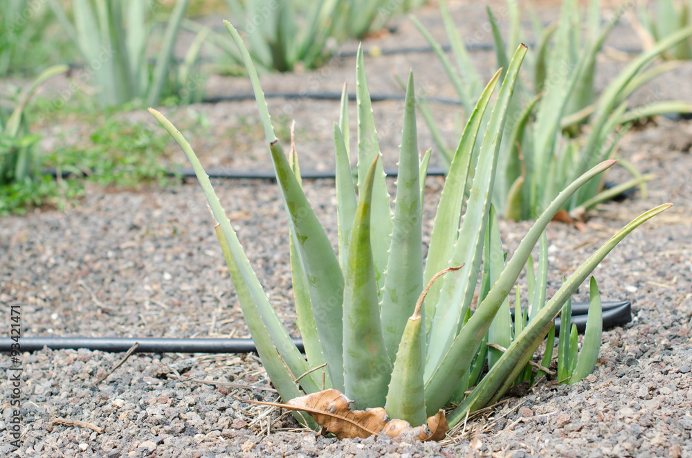 Obraz premium Aloe vera field