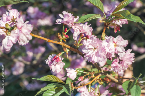 Wallpaper Mural Branch in bloom Torontodigital.ca