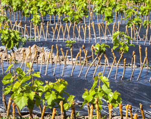 Grape cuttings