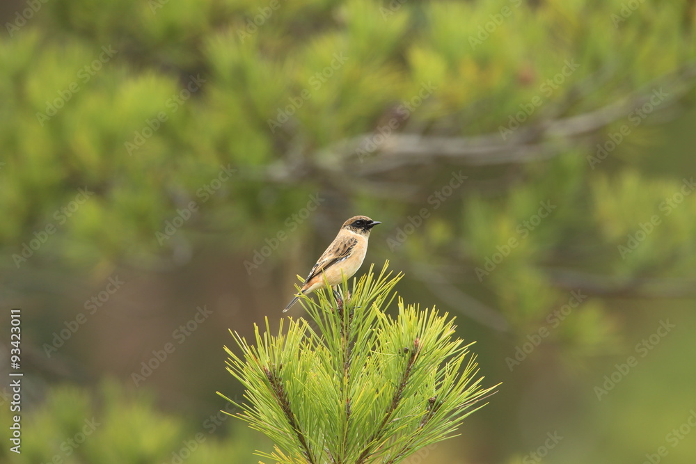 Fototapeta premium ノビタキ