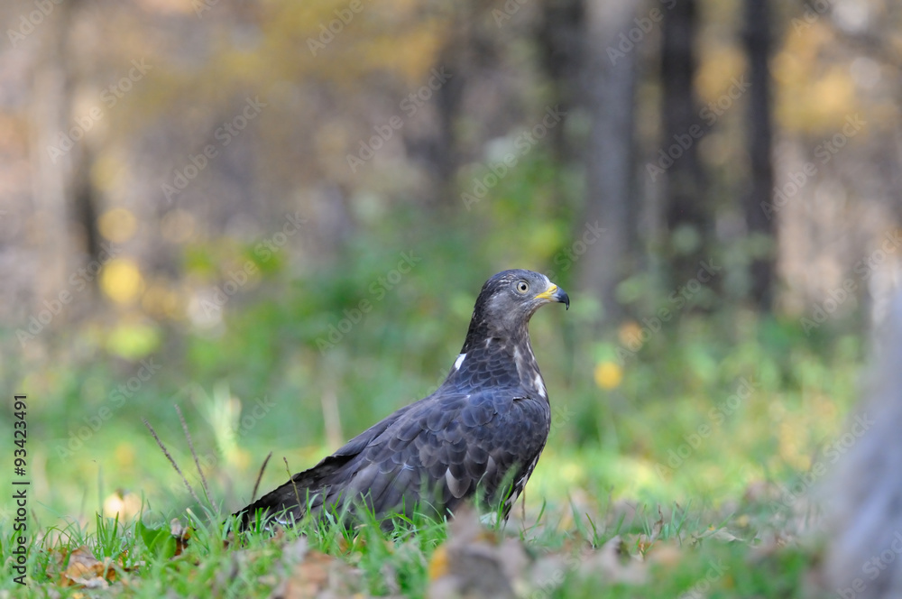 Honey Buzzard near autumn forest Honey Buzzard near autumn forest