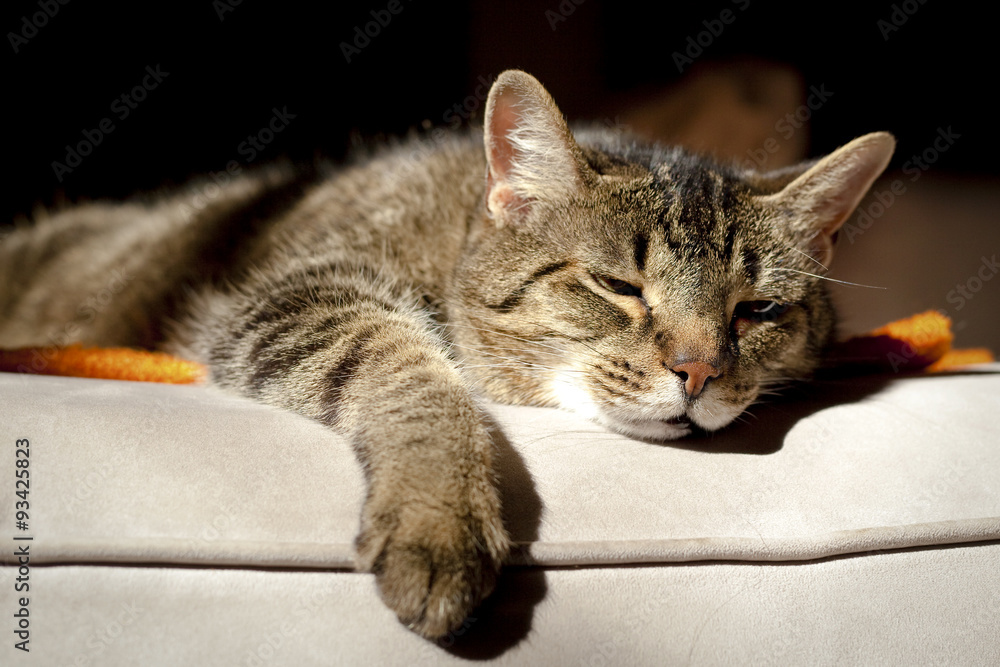 Sleepy tabby cat lying on sofa with orange blanket Sleepy tabby cat lying on sofa with orange blanket