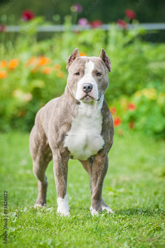 American staffordshire terrier dog in summer