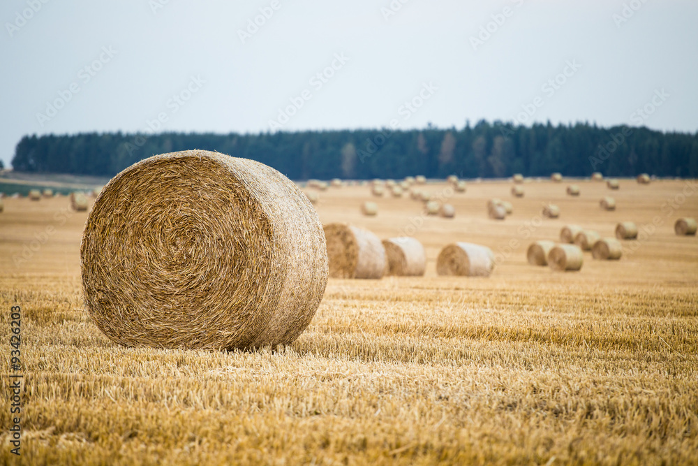Hay bales on the field after harvest Hay bales on the field after harvest