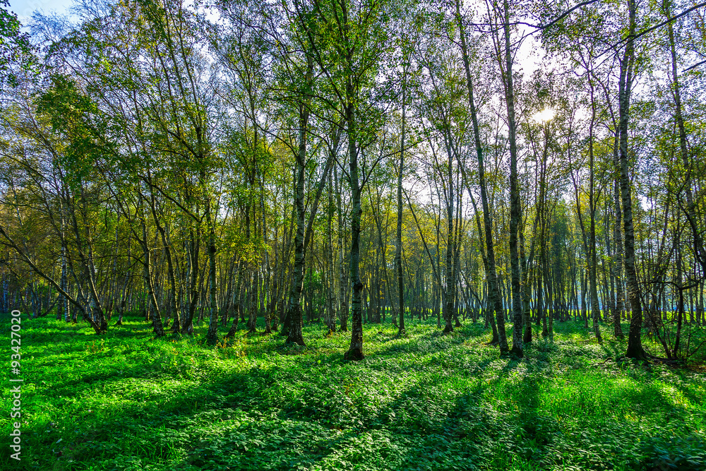 Obraz premium Birch Grove in Autumn Season