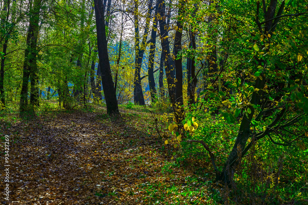 Autumn Nature with Trees Among Fallen Leaves Autumn Nature with Trees Among Fallen Leaves