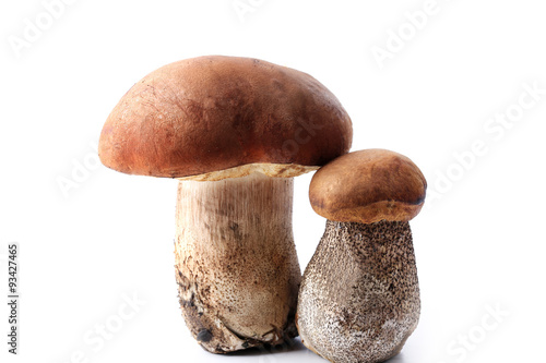 Boletus a mushroom fresh couple isolated on white background