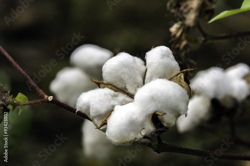 ripe cotton boll