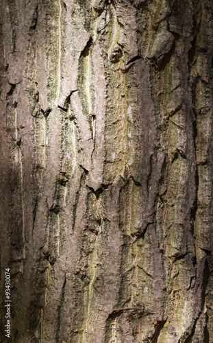 Fototapeta Naklejka Na Ścianę i Meble -  brown and grey  tree bark texture