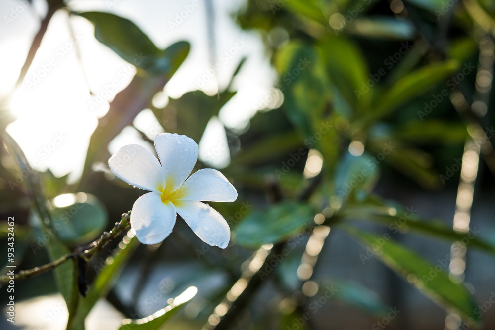 Plumeria with dew on natural light background Plumeria with dew on natural light background