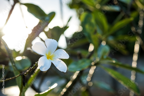  Plumeria with dew on natural light background