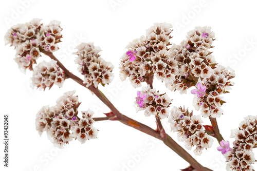 Goniolimon speciosum photo