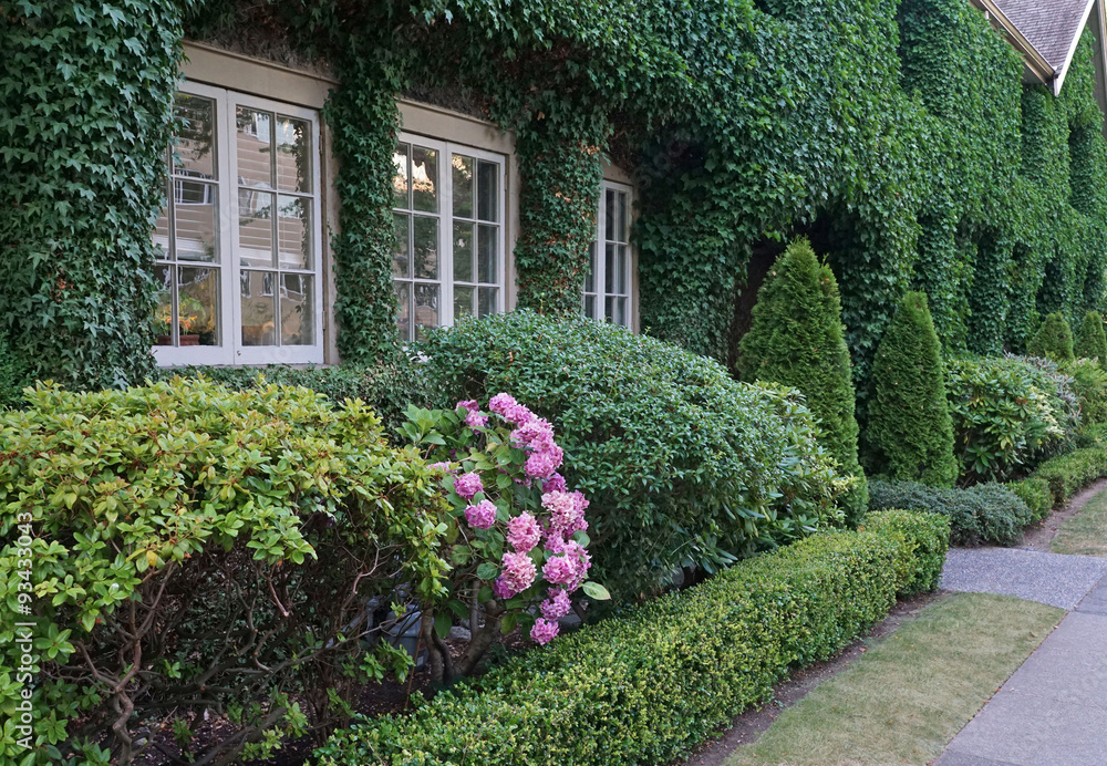 Obraz premium vine covered townhouses