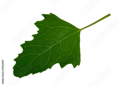 Green leaf of Twoscale saltbush (Atriplex micrantha) photo