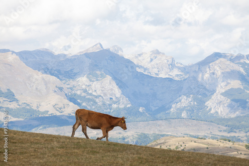 Mountain landscape with cow. © bigguns