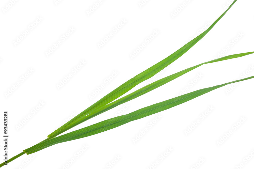 Medicinal plant Elytrigia repens. Couchgrass Stock Photo Adobe Stock