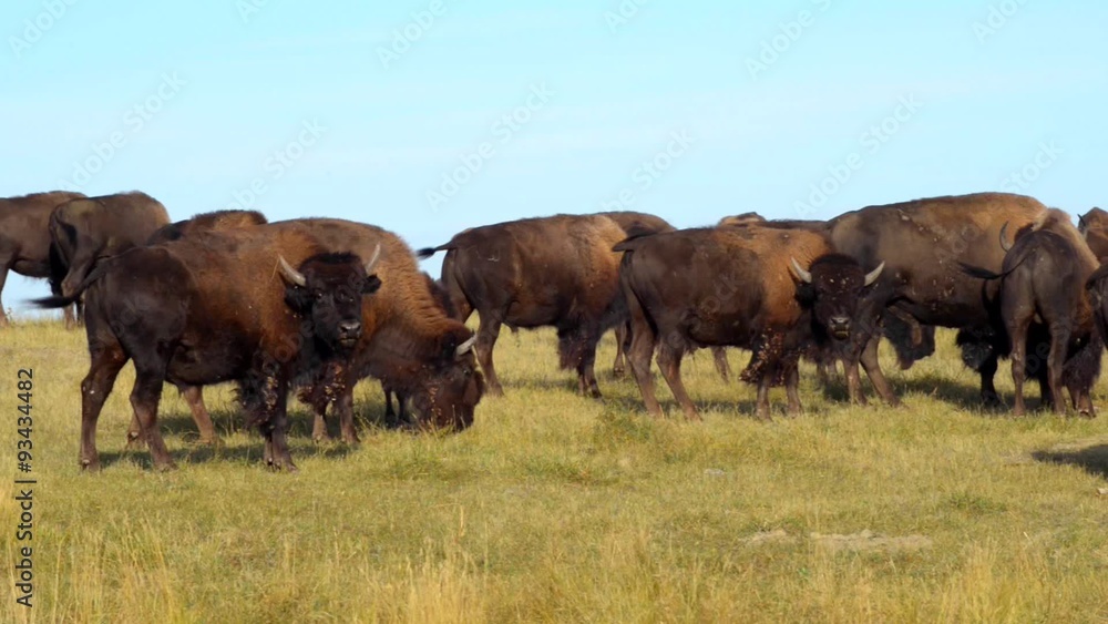 Warning Call American Bison Badlands South Dakota Warning Call American Bison Badlands South Dakota