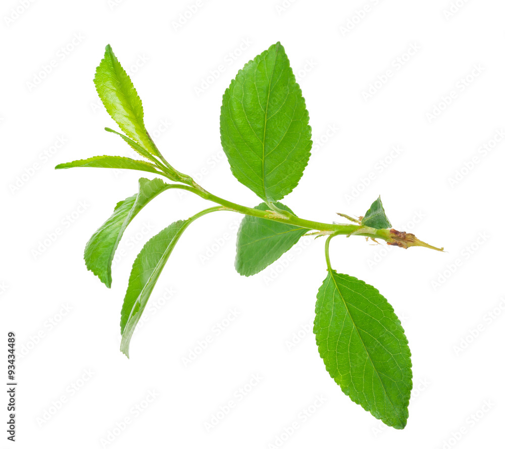 Naklejka premium Young apple tree branch