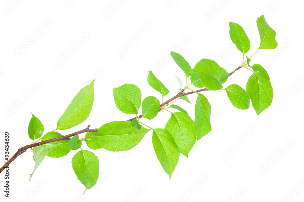 Young apple tree branch Young apple tree branch