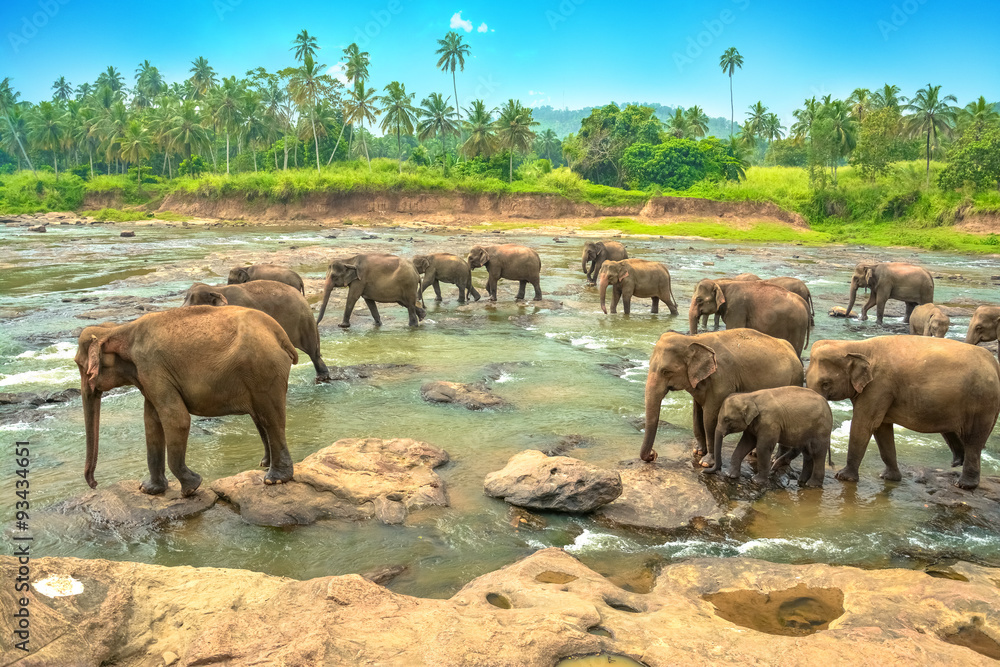 Naklejka premium Grupa słoni w wodzie na Sri Lance