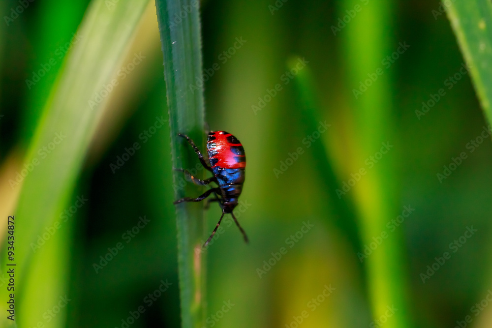 Ladybug running along on blade of green grass. Beautiful nature Ladybug running along on blade of green grass. Beautiful nature