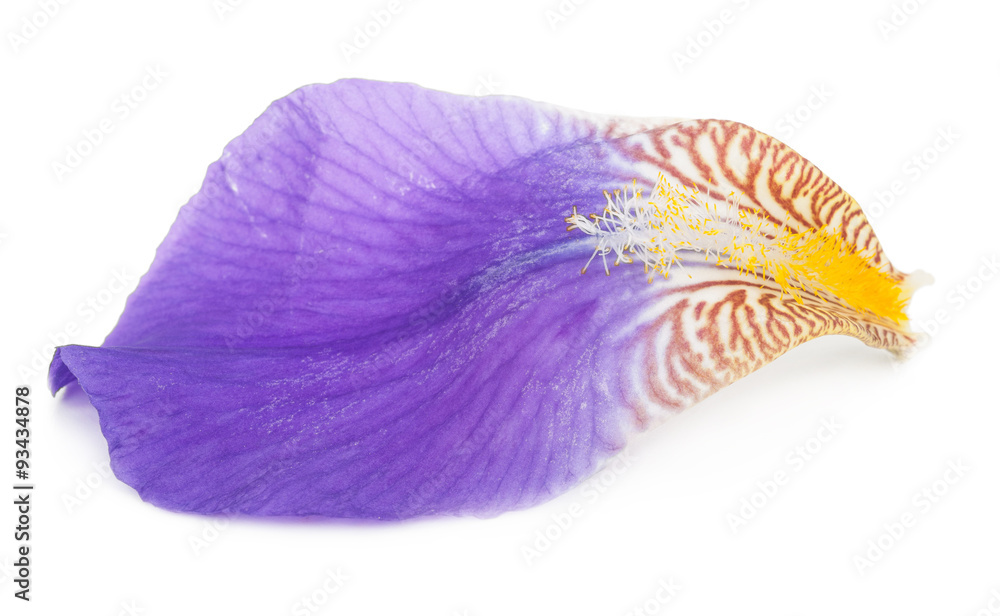 Fototapeta premium Iris petal