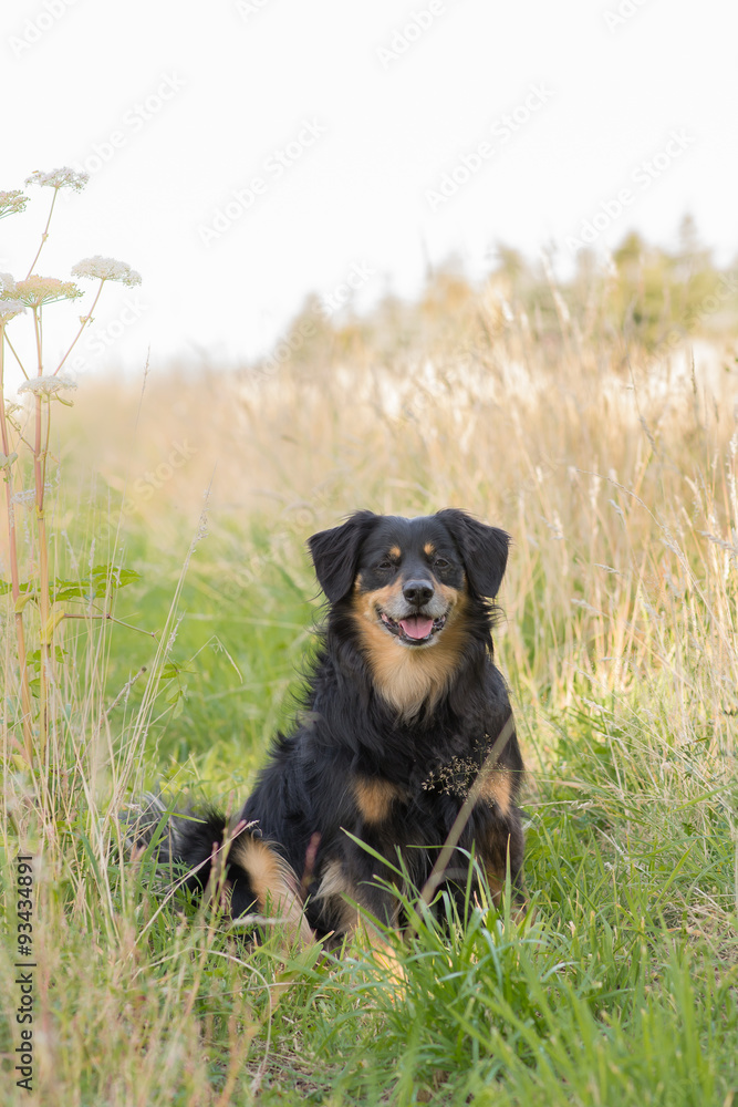 Dog sitting in a meadow and looks happy Dog sitting in a meadow and looks happy