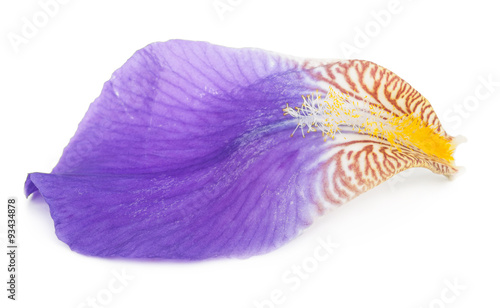 Iris petal