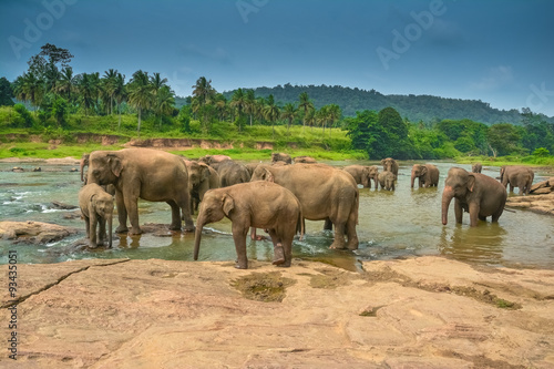 Elephant group in the water in Sri Lanka