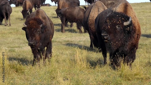 Wild Buffalo Bison Migration Badlands National Park South Dakota