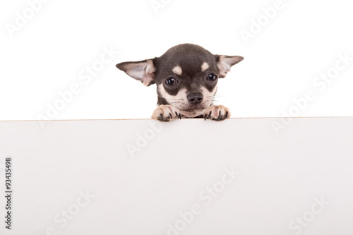Fototapeta Naklejka Na Ścianę i Meble -  Chihuahua puppy