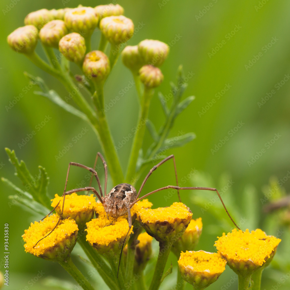Daddy Long Legs on Tansy Flower