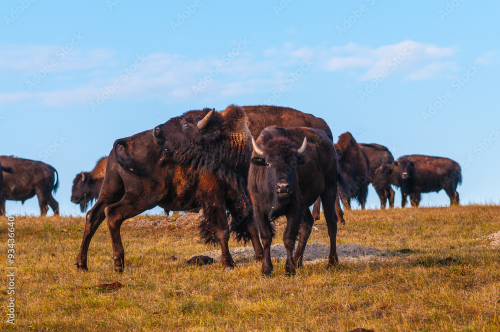 Badlands Bison Looking towards the camera Badlands Bison Looking towards the camera