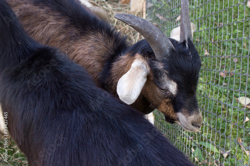 Goat in the paddock farm © Koirill