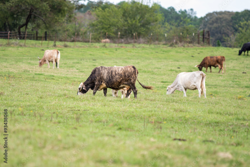 Commercial cows grazing in Bermuda grass pasture with blank foreground