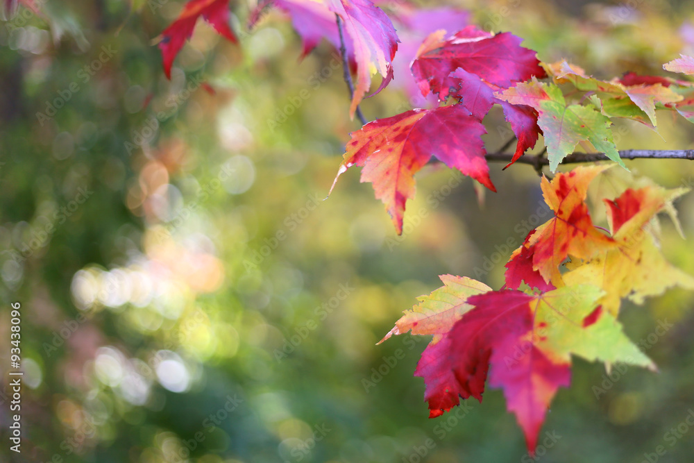 Sugar MapleTree Leaves Framing Autumn Nature Background Sugar MapleTree Leaves Framing Autumn Nature Background