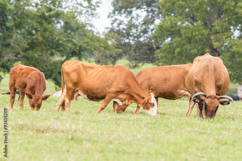 Red cattle grazing in Bermuda grass pasture in October © jackienix