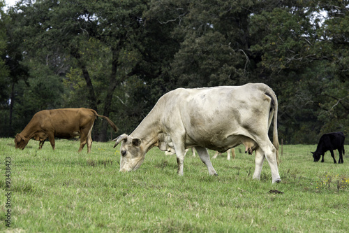 Cattle grazing in Alabama pasture