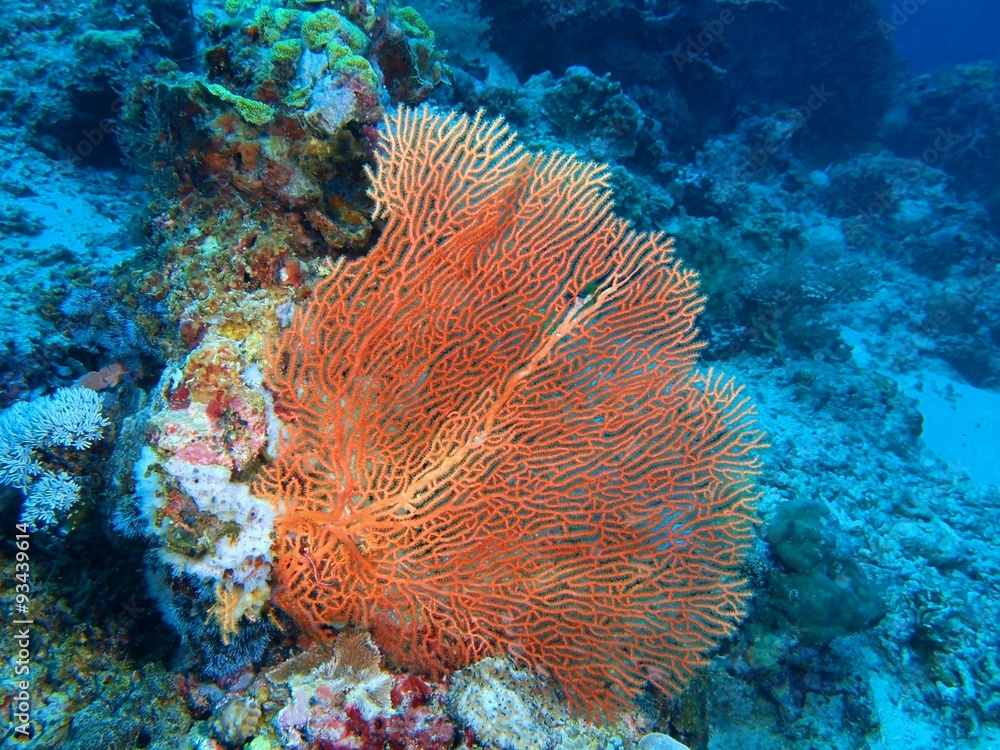Fototapeta premium Gorgonian coral, Island Bali