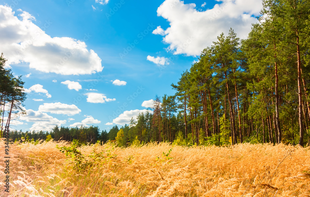Fototapeta premium Pine forest