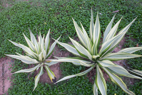Agave plants