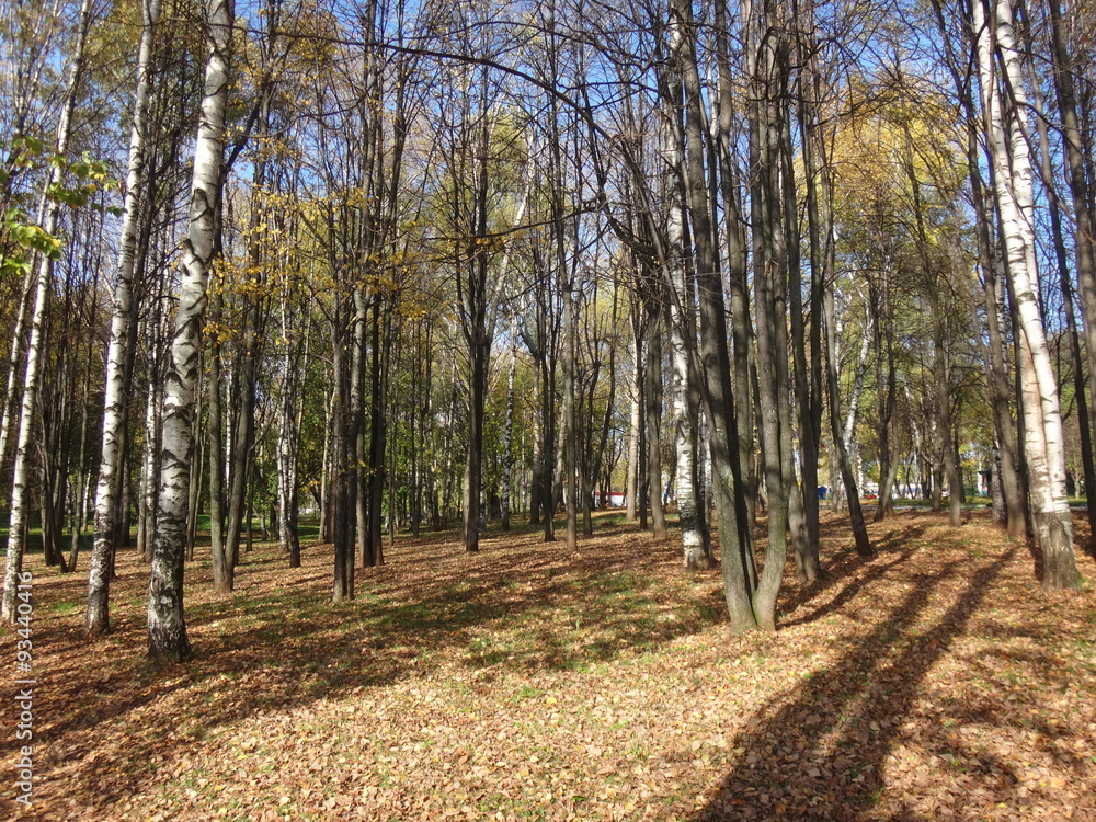 Obraz premium Городской парк с деревьями и желтой листвой летним солнечным днем