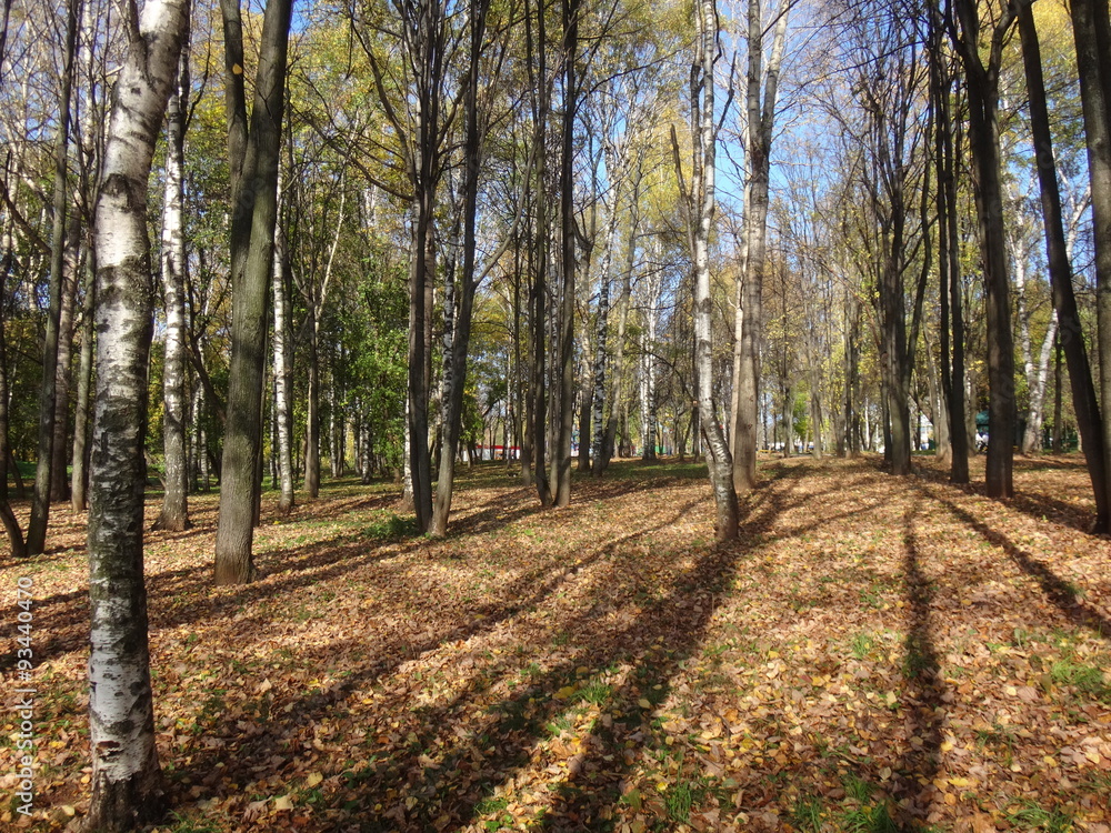 Obraz premium Городской парк с деревьями и желтой листвой летним солнечным днем