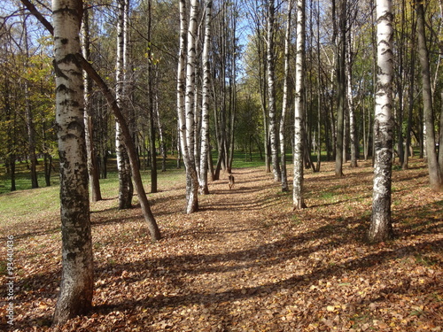 Fototapeta Naklejka Na Ścianę i Meble -  Городской парк с деревьями и желтой листвой летним солнечным днем