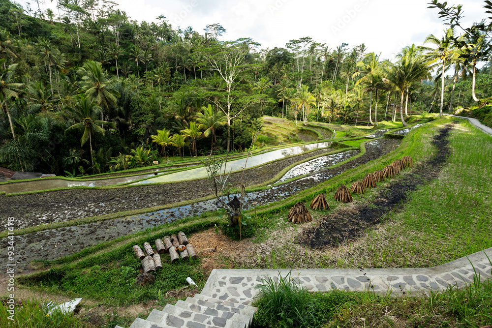 Rice terraced paddy fields in Gunung Kawi
