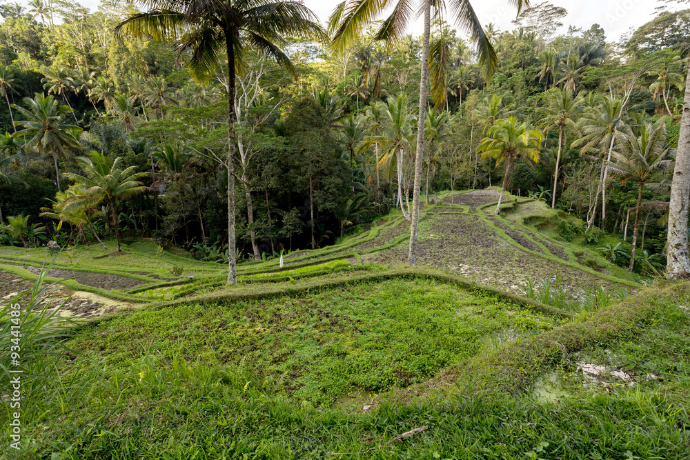 Rice terraced paddy fields in Gunung Kawi Rice terraced paddy fields in Gunung Kawi