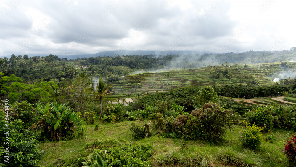 Rice terraced paddy fields in central Bali, Indonesia